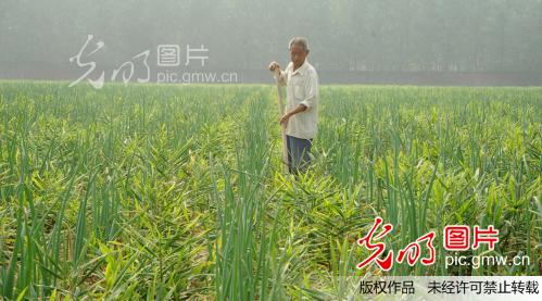 河南汝南县特色经济作物助农增收_李勤玲