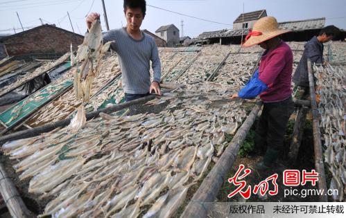 浙江温岭:立冬到鱼鲞飘香_郏策
