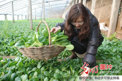 元旦临近 采摘游渐火_初宝瑞