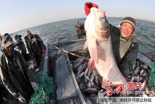 江苏赣榆:淡水养殖业迎来丰收季_新闻