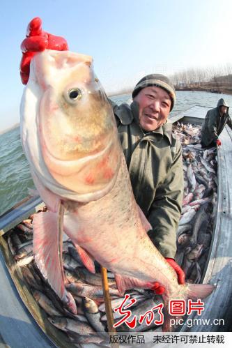 江苏赣榆:淡水养殖业迎来丰收季_新闻