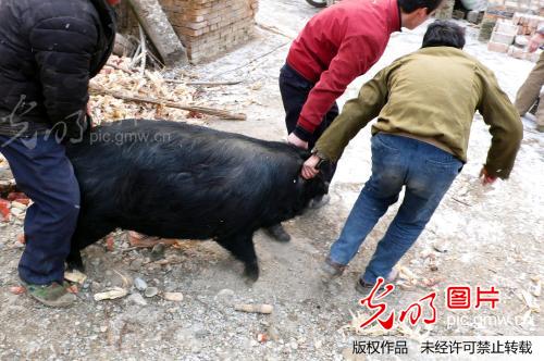 杀年猪_赵华_ 光明图片