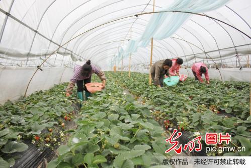 江西新干特色产业富民增收_罗小群