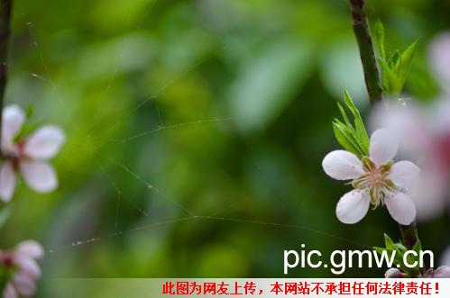 春天,花草树木那些事儿_生活_ 光明图片分享