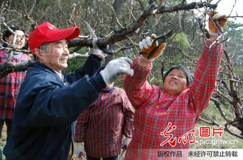 田间传授桃树整形修剪技术_石玉成