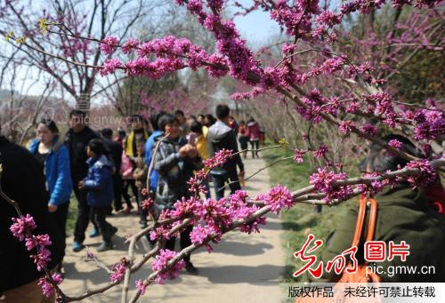 江苏淮安:桃花坞里游人醉