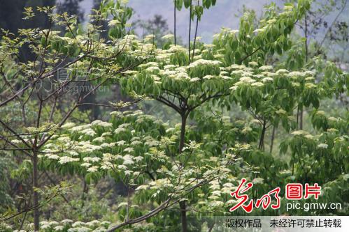 春天的景物_王安才_ 光明图片分享