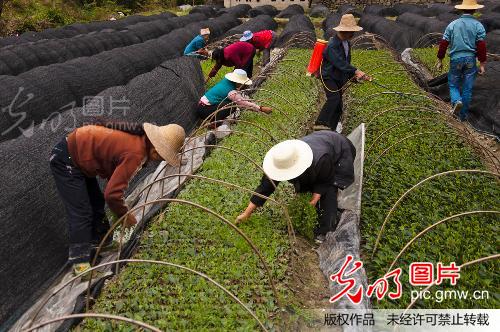 咸丰县有多少人口_咸丰县第一中学图片