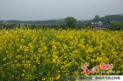 湖南祁阳:油菜长势喜人丰收在望_新闻