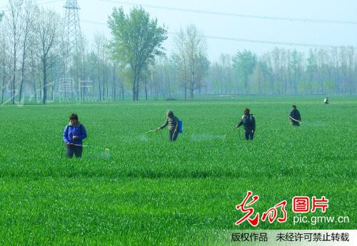 河南夏邑一喷三防确保小麦增产丰收_王高超