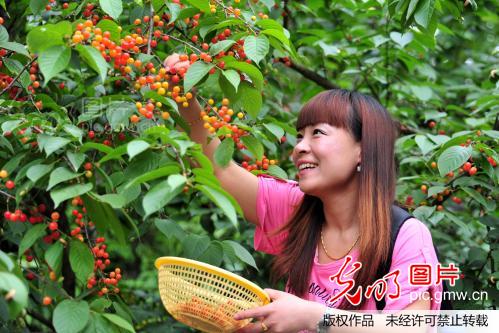 湖北宜昌:西陵峡畔樱桃红 游园采摘乐乡村