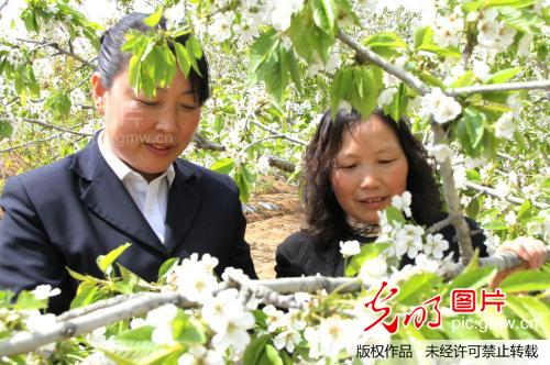 江苏赣榆万亩大樱桃花开正艳_朱代桂