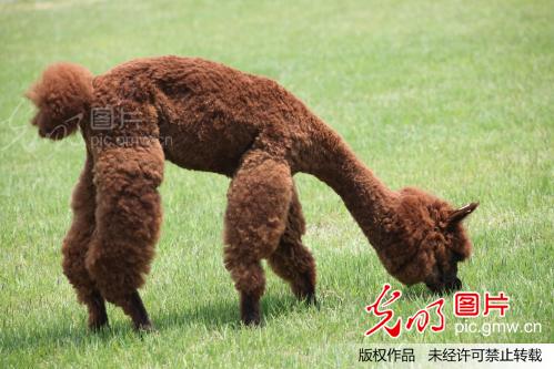 酷毙了!饲养员别出心裁 羊驼<em>修剪</em>新<em>发型</em>_何小