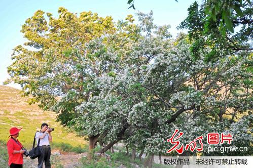 流苏树花开皎如雪