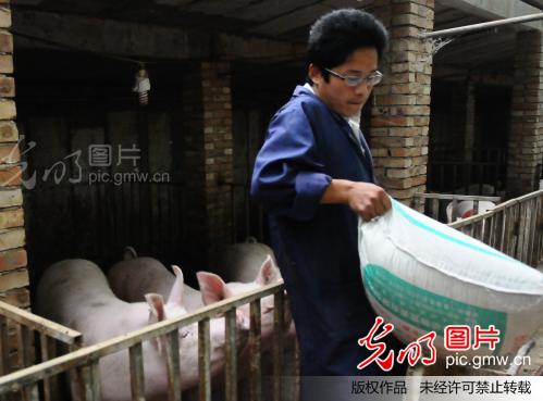 山东聊城:大学生路小虎回乡创业当猪倌_张振