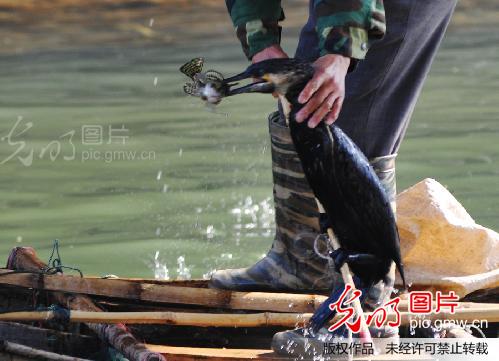 鱼鹰捕鱼,渐成逝去的风景_创意--乡土人文