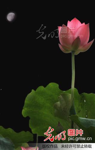 月色荷花_李柳生