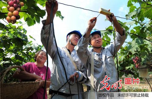 安徽来安:冒高温安装线路 助果农抗旱保收_新