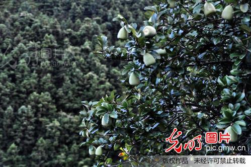 江西遂川野生凉粉果