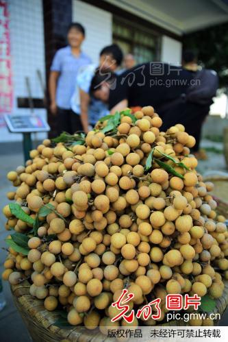 四川泸州:又到龙眼成熟时 桂圆林中笑声甜_刘