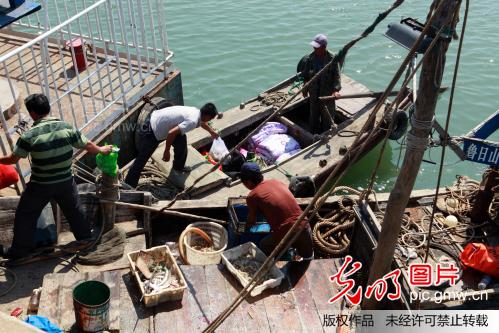 海伏季休渔期结束 日照数千艘渔船出海捕鱼_新