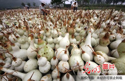 农业订单种植工艺葫芦变成宝葫芦_吉喆