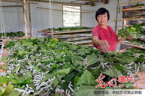湖北巴东:桑蚕养殖富民