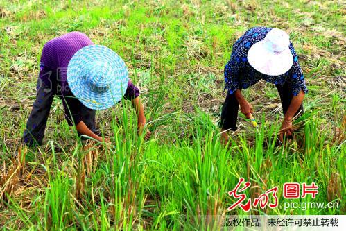 重庆:南川种植免耕油菜8万亩_瞿明斌