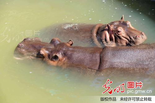 河马共洗鸳鸯浴