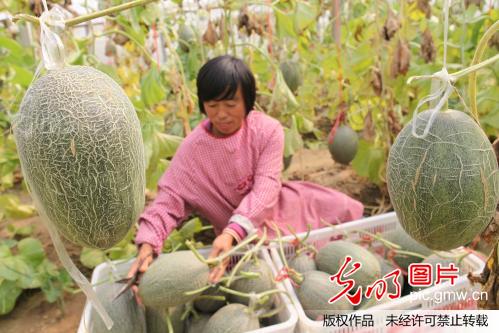 山东阳谷:鲁西哈密瓜熟了_肖明磊