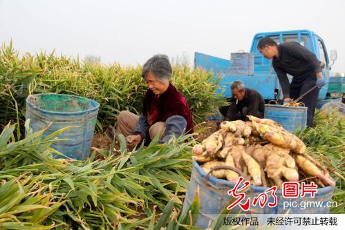 山东安丘大姜进入收获期_新闻