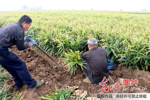 山东安丘大姜进入收获期_新闻