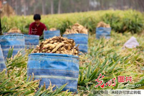 山东安丘大姜进入收获期_新闻