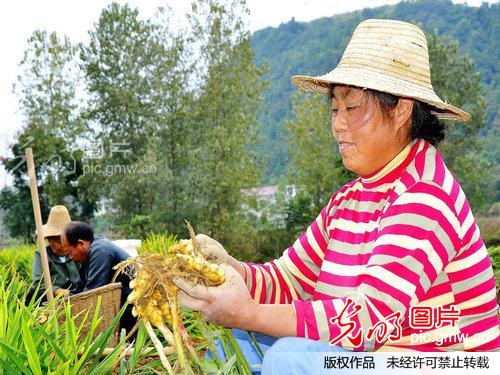 湖北来凤县大河镇种植凤头姜获利 _来凤潘家文