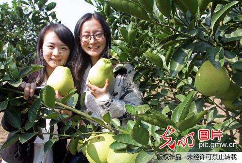 江西吉安:井冈蜜柚处处香_肖春根