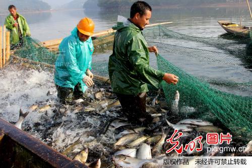 江西万年:科学养鱼单产高 引领农民致富快_徐