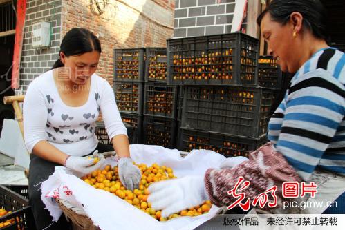 江西遂川:金桔产业成农民致富金豆豆 _新闻