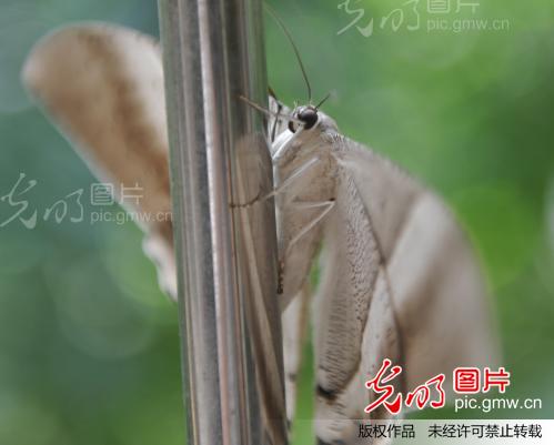 海南琼海:特大蝴蝶夜访 专家称是大蚕蛾_新闻