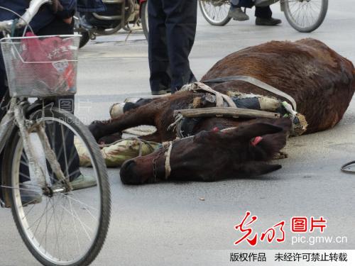 世间百态---泰安见闻_第三届百姓故事摄影大