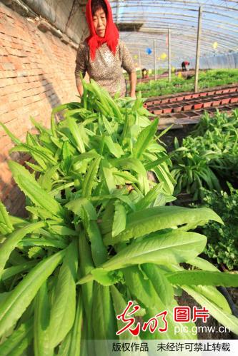 山东即墨种植合作社推广盆栽蔬菜开拓市场(