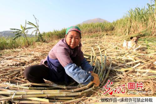 云南巧家小碗红糖制作--即将消逝的红糖传统工