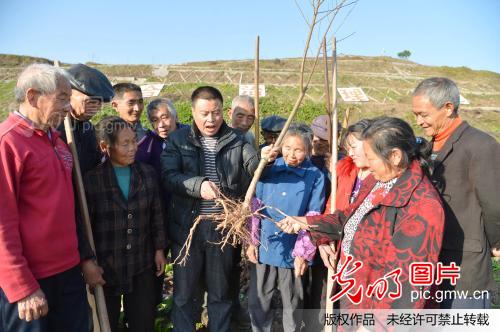 四川广安:种植千亩桃树,发展近郊农家旅游_张