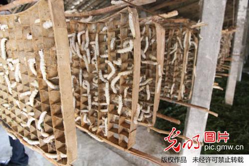 养蚕日记_收入_养蚕收入(2)