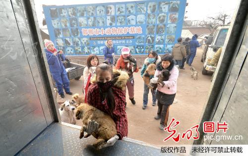 500只流浪犬猫搬家