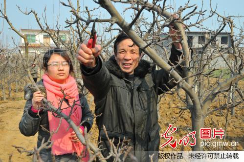 河南社旗100多名林果专家到梨园指导晚秋黄梨