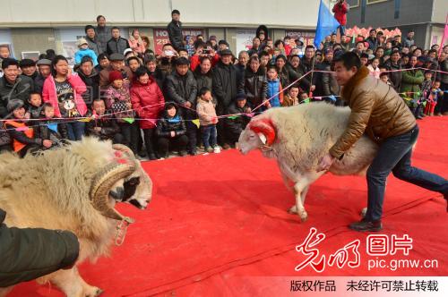 河南濮阳:红地毯上的疯狂斗羊赛 _新闻