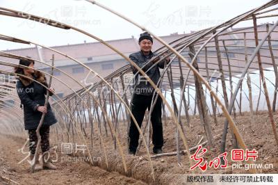 甜瓜种大棚 收入超过城里人