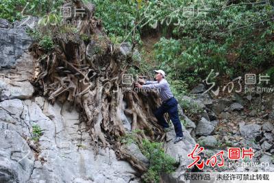 贵州桐梓:巨石上的根雕_邹明建