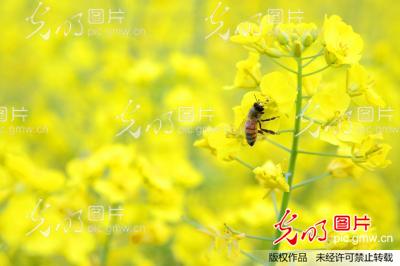 浙江龙游:油菜花开惹人醉 蜜蜂采蜜春意浓_何