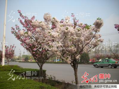 河南安阳:景观大道花树开_太行晨晖